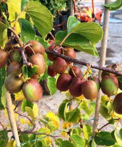 Actinidia Arguta Missionario